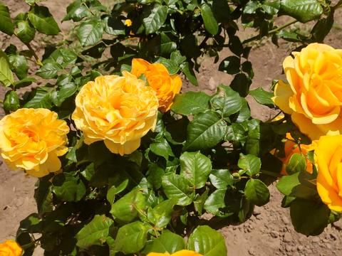 будинок за адресою Приозерна вул.