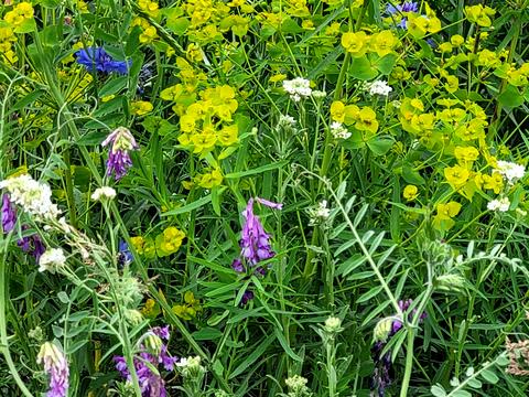 ділянка за адресою Узвізна