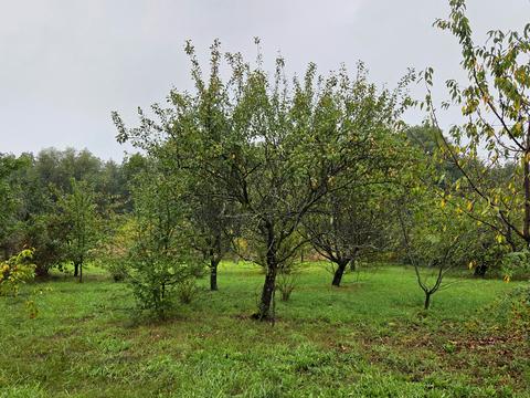дом по адресу Шевченка, 86