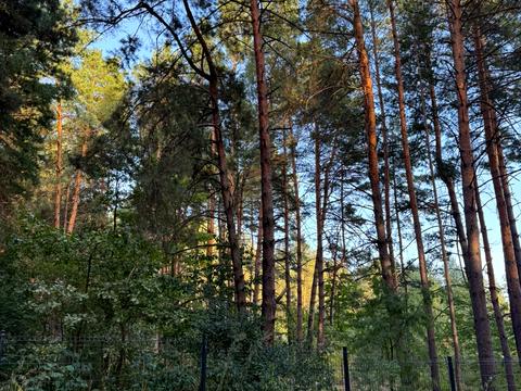 ділянка за адресою Лісова