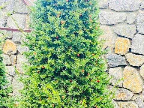 будинок за адресою Генерала Арабея вул.