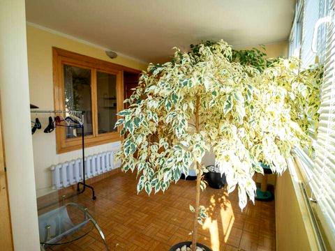 квартира за адресою Незалежності вул., 17а