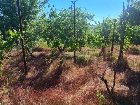 дом по адресу Хвойна, 329