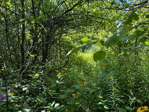 будинок за адресою Шевченко