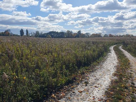 ділянка за адресою 