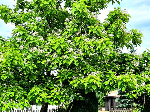 будинок за адресою с. Нові Безрадичі, Піщана