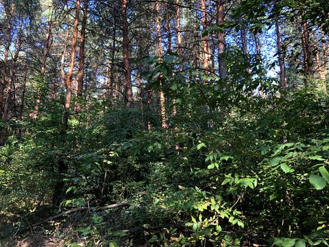 ділянка за адресою с. Орлівщина, провулок Озерний