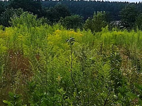 участок по адресу вул.Південна, 6