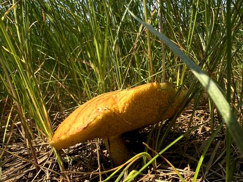 ділянка за адресою Зелена