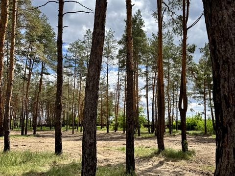 ділянка за адресою с. Піщанка, Зелена