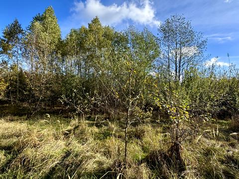 ділянка за адресою Чубаря