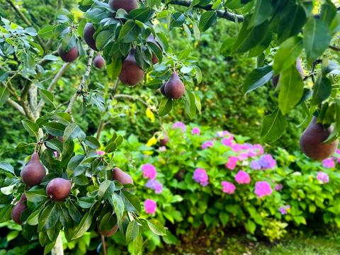 будинок за адресою Дніпровське шосе