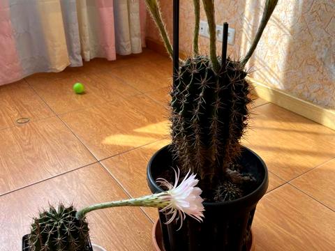 квартира по адресу Строителей бульв., 17