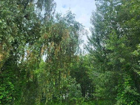 ділянка за адресою Наталії Кобринської вул.