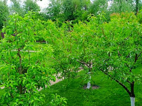 участок по адресу Калиновая