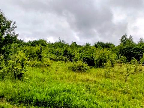 ділянка за адресою с. Рибне, 
