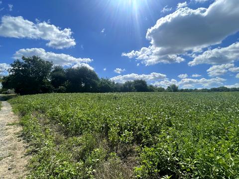 ділянка за адресою Шкільна