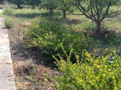 ділянка за адресою Вільне