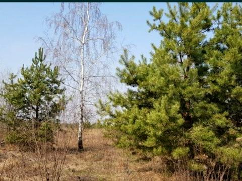 участок по адресу Сонячна