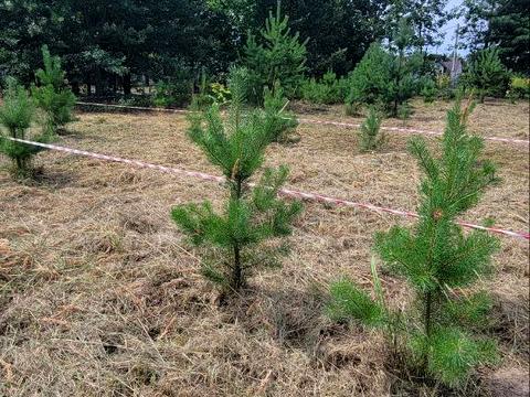 участок по адресу 