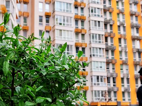 квартира по адресу Олеся Бердника ул., 1-Г