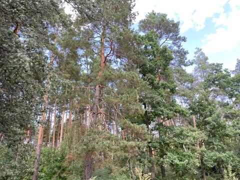 ділянка за адресою смт. Гостомель, 