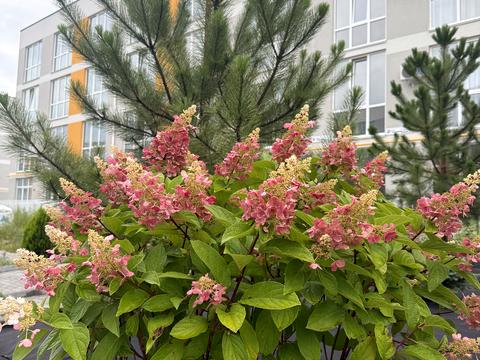 квартира по адресу с. Святопетровское,  ул., 1