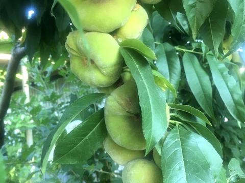 будинок за адресою смт. Овідіополь, Євгена Колісниченка вул.