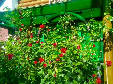 будинок за адресою Орхідейна, 1