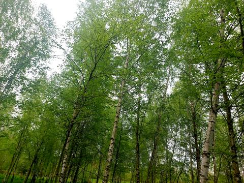 участок по адресу Левківська