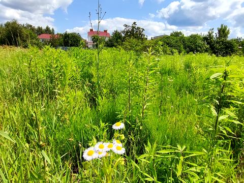 ділянка за адресою Комарова, 72