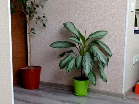 квартира по адресу Парусная ул. (Героев Сталинграда), 20