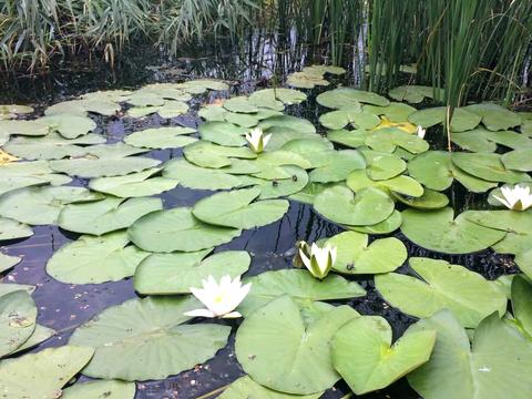 дом по адресу жк парус