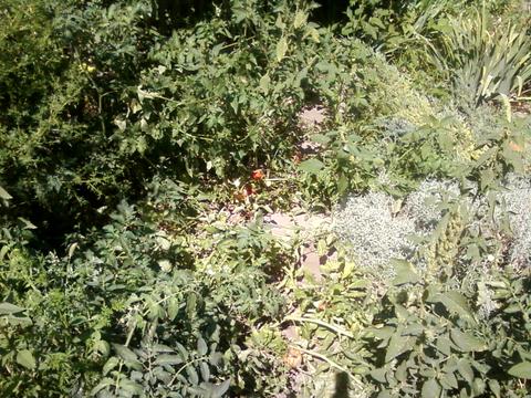 будинок за адресою Мускатна вул. (Зої Космодем'янської), 5