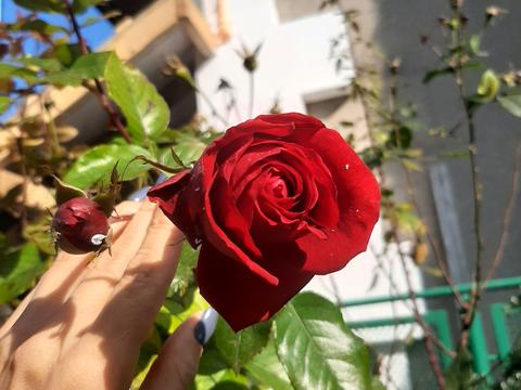 коммерческая по адресу Роксолани, 15