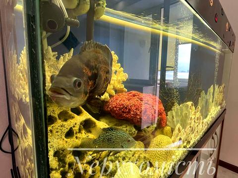 квартира за адресою Микільсько-Слобідська вул., 2-В