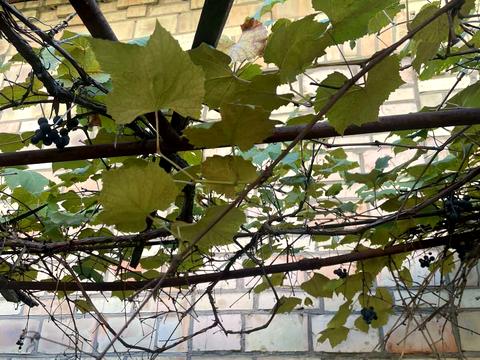 дом по адресу Л.Українки, 14