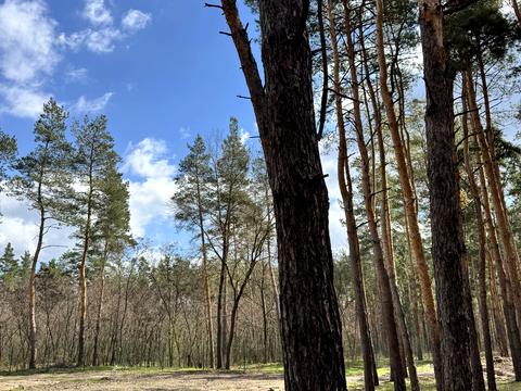 ділянка за адресою с. Піщанка, Садова