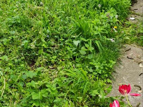участок по адресу Івана Богуна