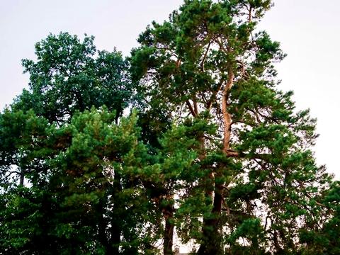 участок по адресу с. Плюты, Малишка, 8/1