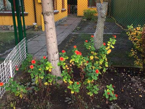 будинок за адресою Ромашок, 28