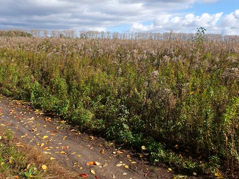 ділянка за адресою 