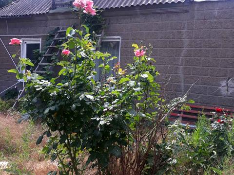 дом по адресу Толстого ул.