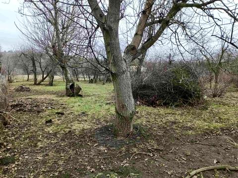 ділянка за адресою с. Щербанівка, Шевчека