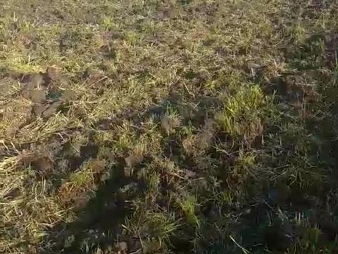 ділянка за адресою Озерна