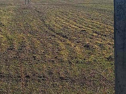 участок по адресу с. Мотовиловка, Шевченка
