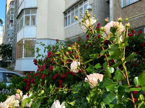квартира за адресою Дмитра Майбороди вул. (Збишка), 6