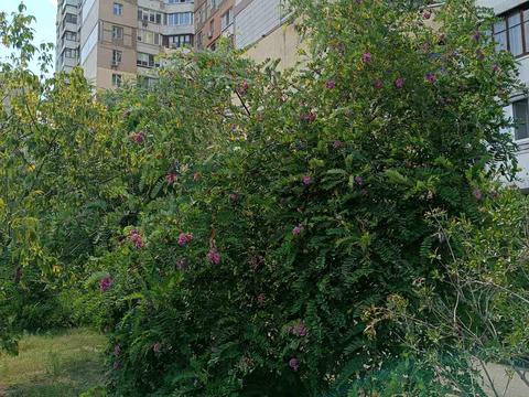 квартира за адресою Оноре де Бальзака вул., 61