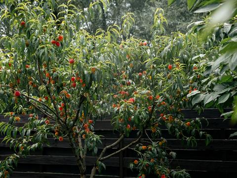 будинок за адресою Східна