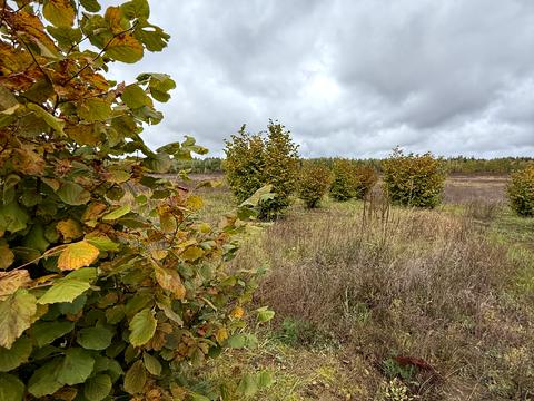 участок по адресу 